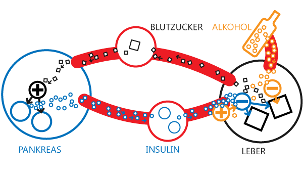 Einfluss des Alkohols auf den Blutzucker-Regelkreis