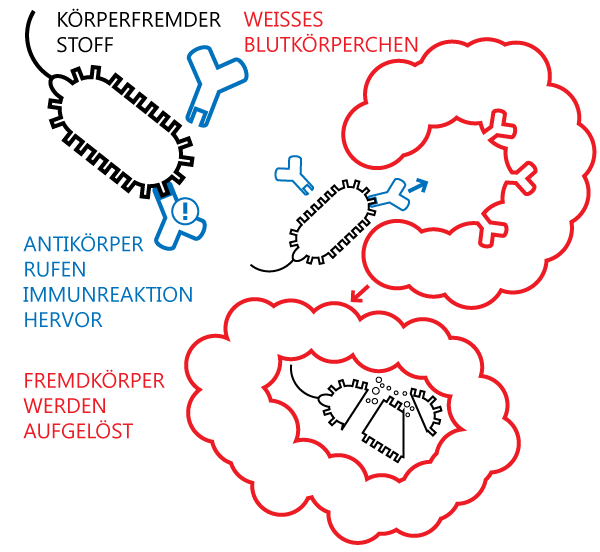 Schematische Darstellung der Immunreaktion