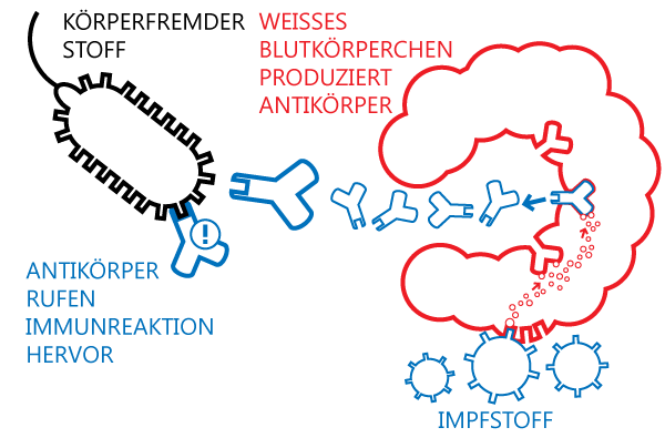 Schematische Darstellung der aktiven Impfung
