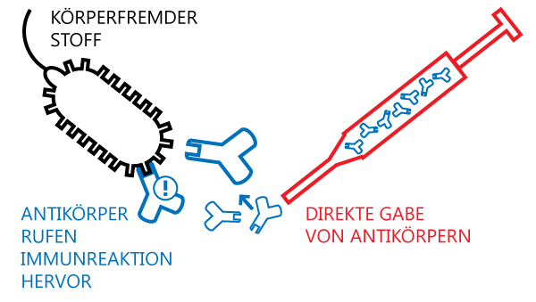 Schematische Darstellung der passiven Impfung