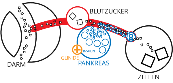 Schematische Darstellung der Wirkung der Glinide