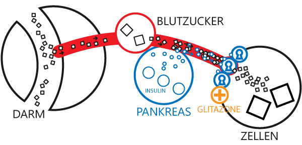 Schematische Darstellung der Wirkung der Glitazone